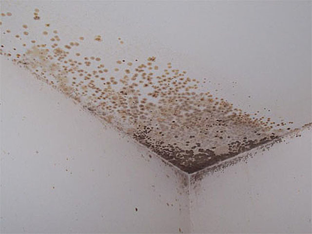 Борьба с плесенью в ванной комнате: как избавиться