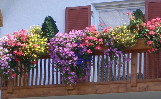 Какие цветы посадить на балконе, чтобы цвели все лето