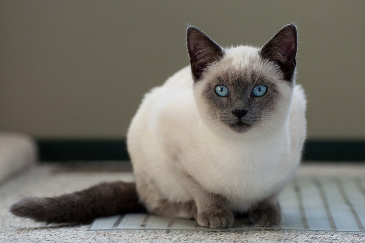 Сиамская кошка-сочетание грации и роскоши