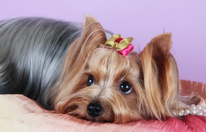 Йоркширский терьер - любимая порода собак у женщин