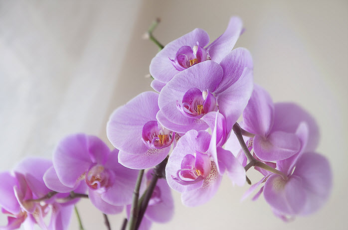 Уход за орхидеями в зимний период: советы и рекомендации