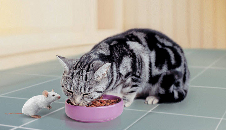 Как кормить кошку, не вредя ей – заботимся о домашних питомцах