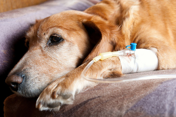 Что такое лептоспироз у собак и как его лечить
